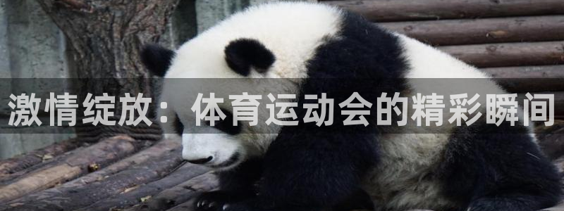 激情绽放：体育运动会的精彩瞬间