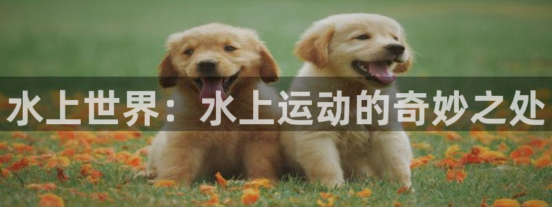水上世界：水上运动的奇妙之处