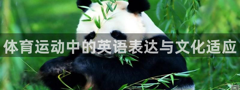 体育运动中的英语表达与文化适应
