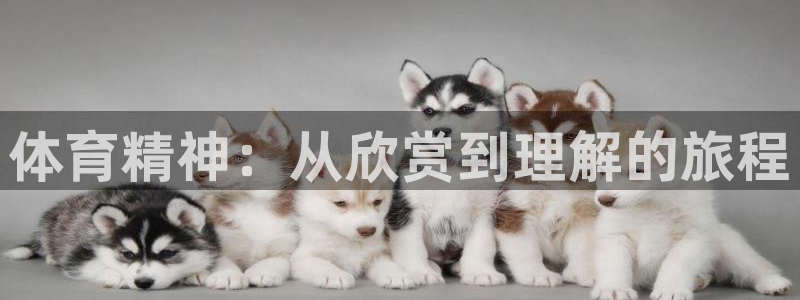 体育精神：从欣赏到理解的旅程